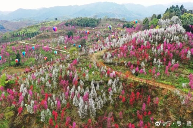 成都别样的桃花寨 天晴就去 腾讯新闻