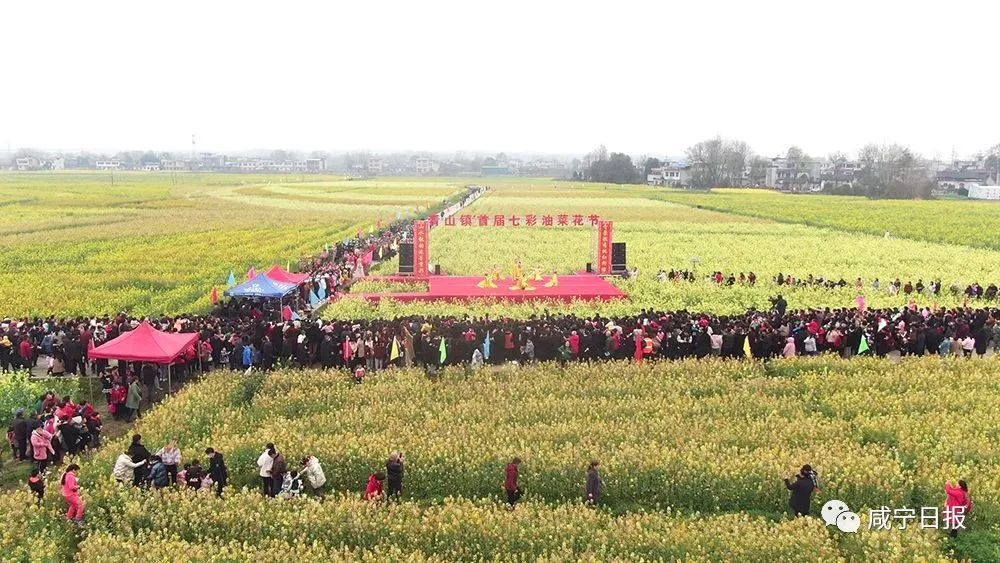 油菜花竟有这么多种颜色 咸宁这片油菜花田绝了 腾讯新闻