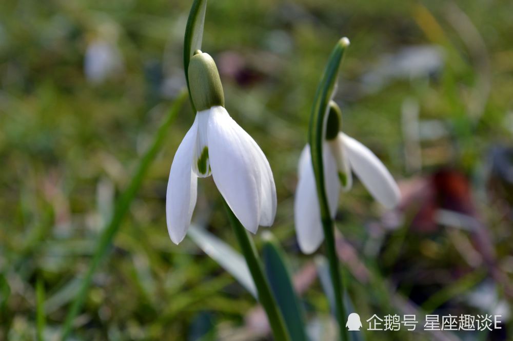 3月8日 14日星座运势 双子注重细节 天蝎量力而为 水瓶积极主动 腾讯新闻