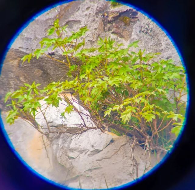 最新消息 银屏山白牡丹已吐露花苞 牡丹仙子吉祥物 灵灵 首次亮相 腾讯新闻