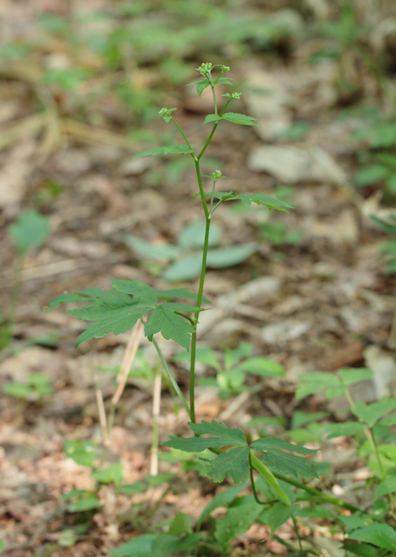 野菜|荒野维生野菜系列——变豆菜