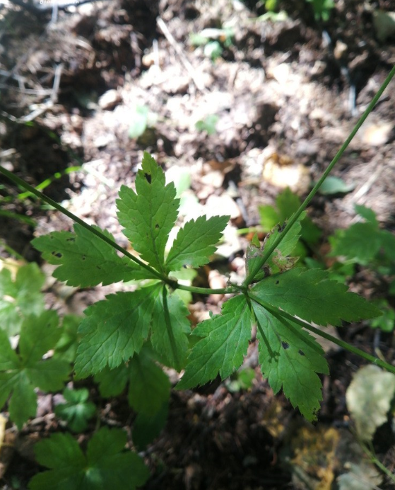 野菜|荒野维生野菜系列——变豆菜