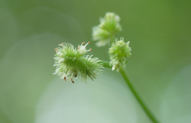 野菜|荒野维生野菜系列——变豆菜