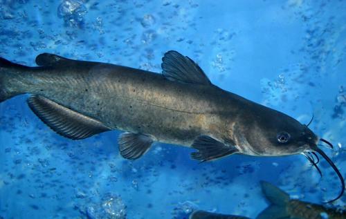 鮰鱼好吃不好钓用这三种方法一天能钓七八条