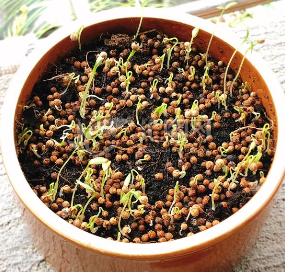 香菜怎么种发芽快，沟播的具体方法有哪些？