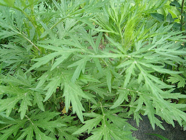 芦蒿|春天芦蒿营养丰富，孩子能否食用？营养师告诉你