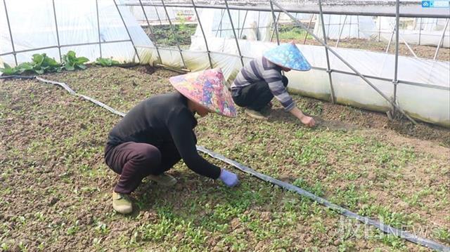 菜篮子|武汉奏响春耕“交响曲”，加快生产丰富市民菜篮子
