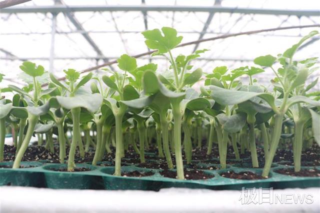 菜篮子|武汉奏响春耕“交响曲”，加快生产丰富市民菜篮子