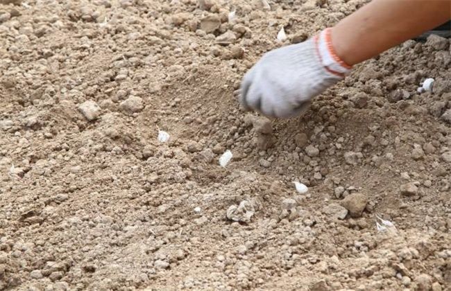 大蒜|大蒜的种植时间和方法，农民掌握以下要点，收获高产优质大蒜