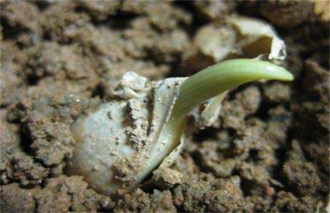 大蒜|大蒜的种植时间和方法，农民掌握以下要点，收获高产优质大蒜