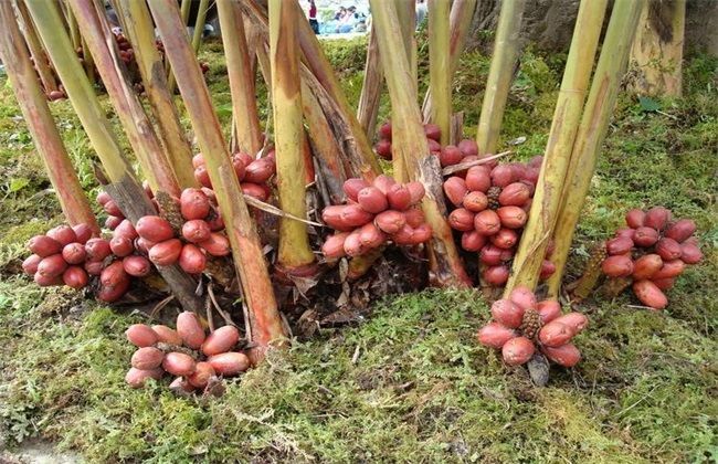 草果|草果的种植方法，农民掌握以下要点，收获高产优质草果