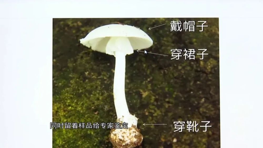 致命"鹅膏"又名致命白毒伞,它号称蘑菇界的"毒王",其所含的鹅膏毒肽