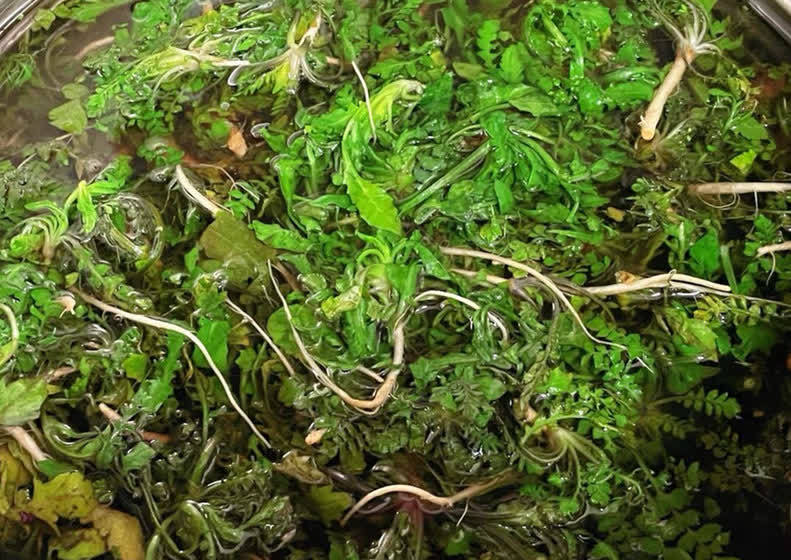 春天,碰到此菜别手软,一次性囤10斤,放冰箱冻起来,特省事