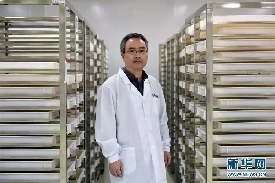 登革热|给蚊子做绝育、引天敌、搭蚊帐，为了预防这种传染病，科学家拼了