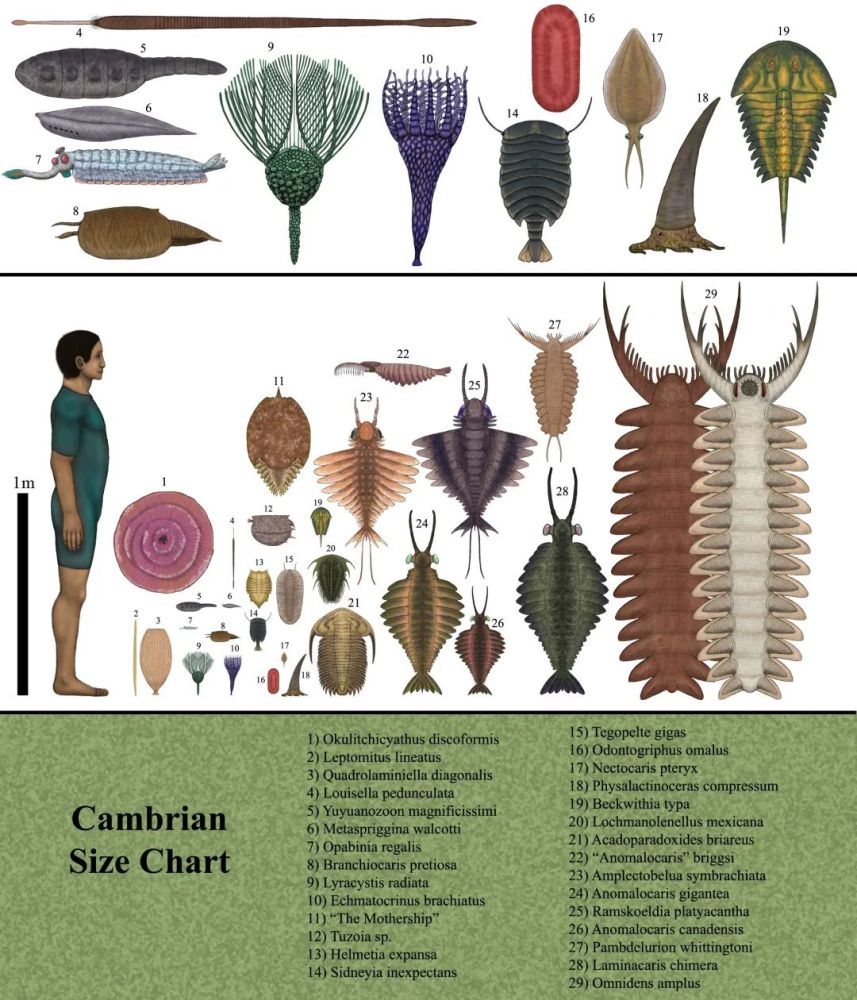 破晓时分黎明的曙光寒武纪