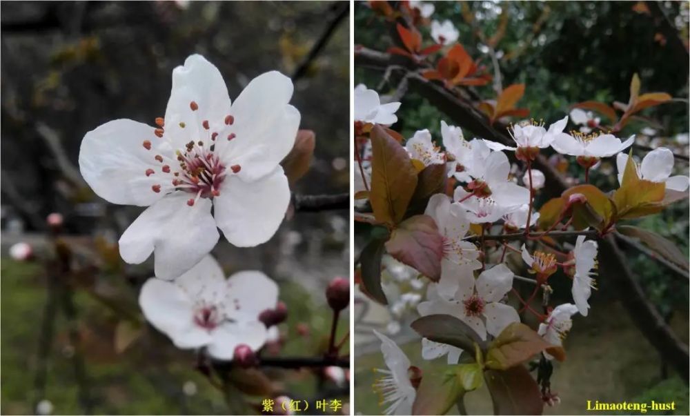 樱杏桃梨次第开 盘点那些常见的蔷薇科植物 腾讯新闻