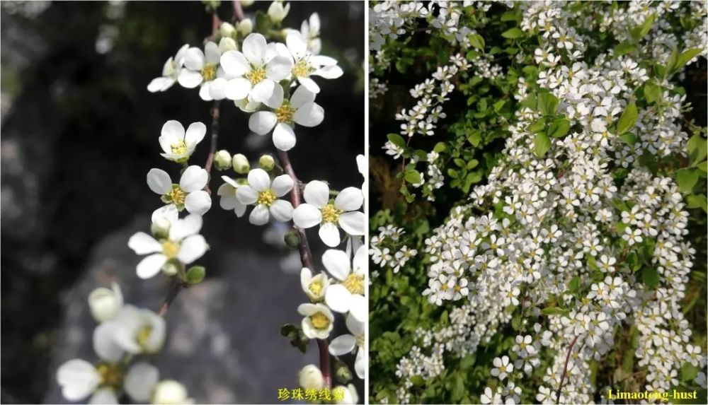 樱杏桃梨次第开,盘点那些常见的蔷薇科植物