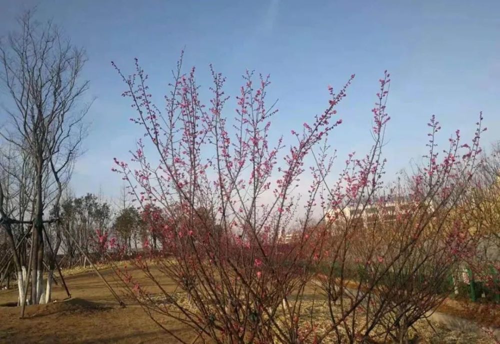 春季苗木栽植 宜 早 不宜 迟 土壤网