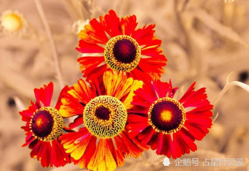 3月9日越来越滋润 哪些星座吉星庇护幸福圆满呢 腾讯新闻