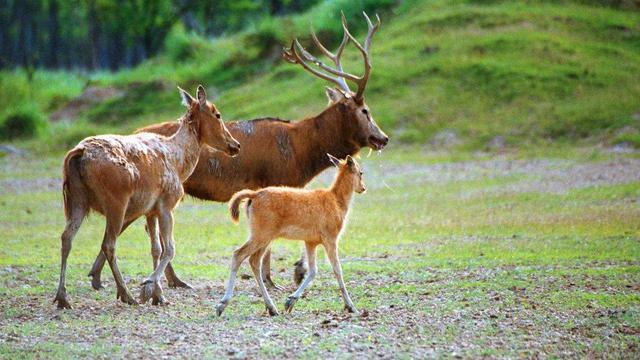 浙江村庄发现"四不像",以为是只山羊,专家赶来:立即封锁村子