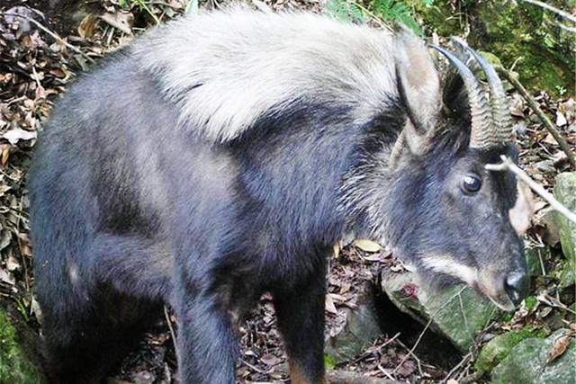 浙江村庄发现"四不像",以为是只山羊,专家赶来:立即封锁村子