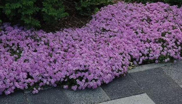 2,芝樱铺地百里香就是匍匐生长的百里香品种,它的植株比较小巧,叶子