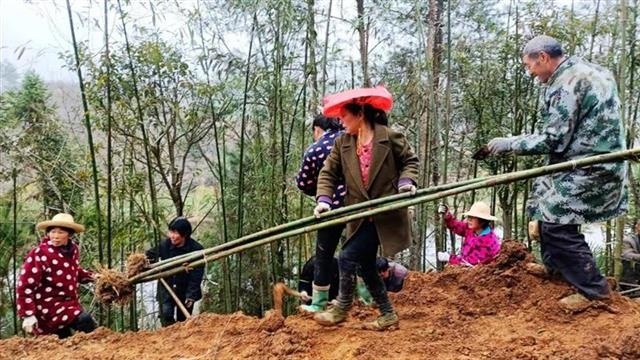 湖北日报 今年竹溪计划完成竹产业造林亩 腾讯新闻