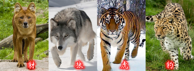 豺,犬科,豺属的统称.