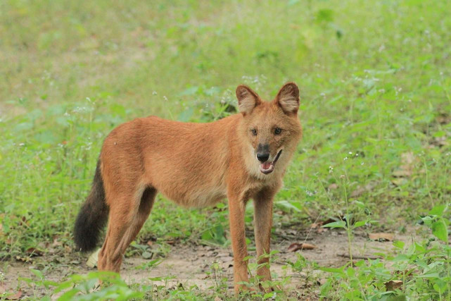 豺的实力被低估了只有20斤重的豺能组团杀死老虎