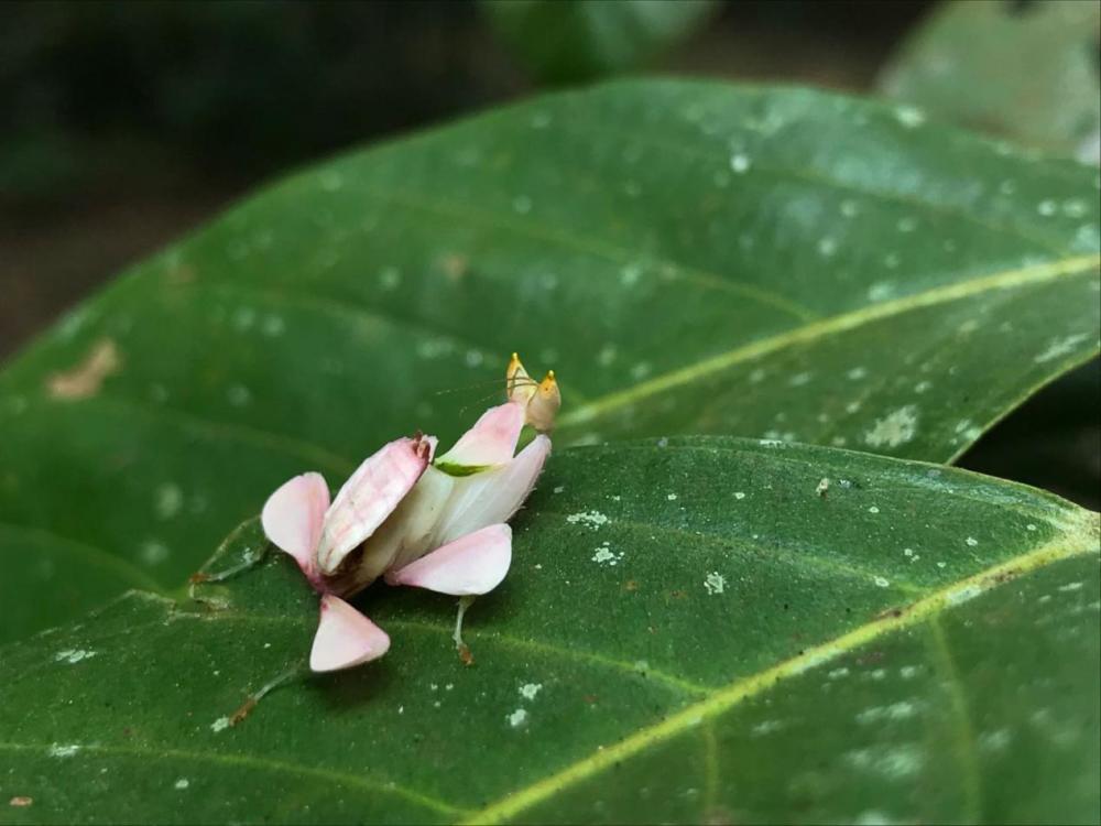 植物|骗爱、骗吃、骗产房……，植物世界中的行骗高手究竟有哪些？！