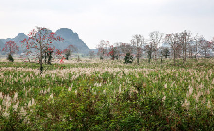 春花點綴山水間三月是崇左明仕田園最美的季節