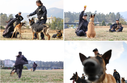 昆明市公安局警犬基地警花美警犬飒