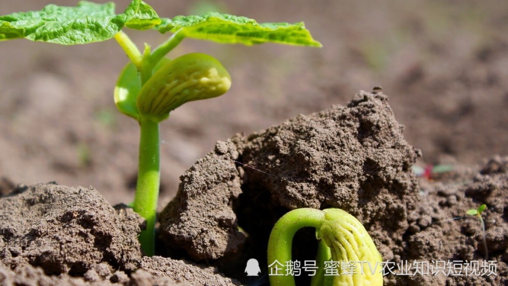 有机肥|有机肥到底有哪些好处？以渔黑黑为例，详细聊聊它的优势和功效