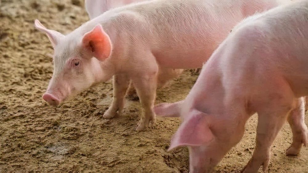 姜来|小妙招，大用处，给猪用点姜，这九个养猪难题都可以用姜来解决