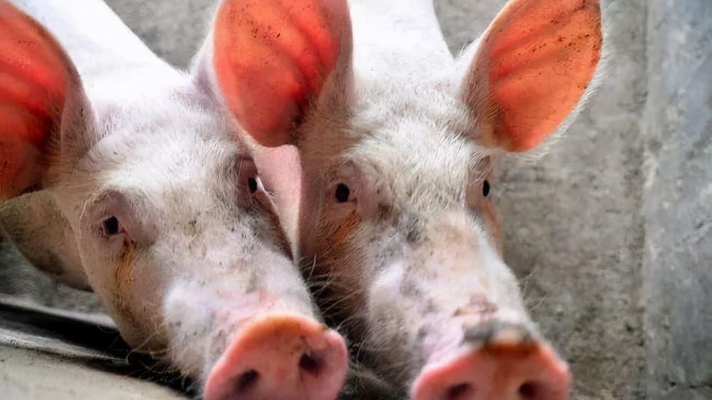 姜来|小妙招，大用处，给猪用点姜，这九个养猪难题都可以用姜来解决