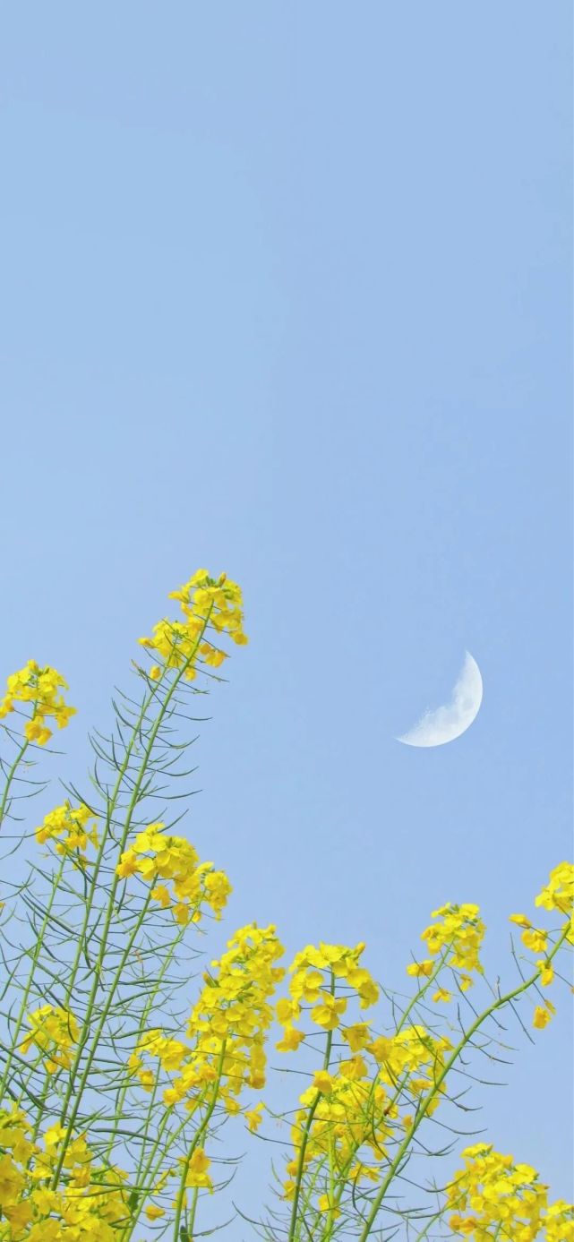 适合春天发的朋友圈状态文案配图