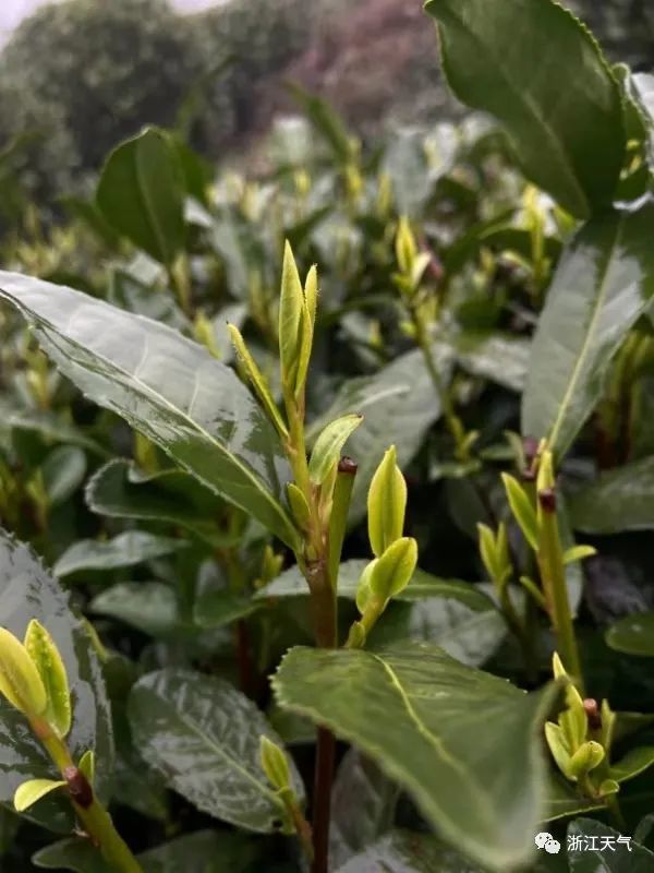 雨水|明晚又一波雨水！阳光呢？别急就在这天……