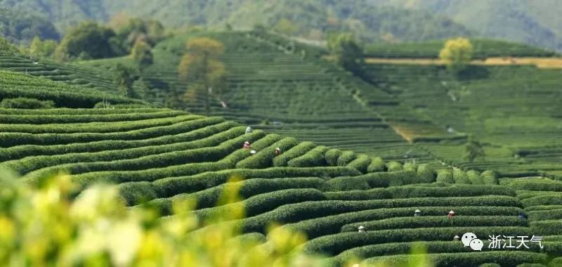 雨水|明晚又一波雨水！阳光呢？别急就在这天……