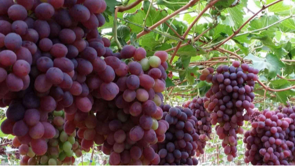 葡萄|葡萄着色不均匀是什么原因？用什么肥？