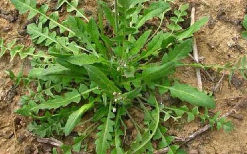 野菜|春天来点野菜解解馋？“尝鲜”有风险，烹饪需讲究