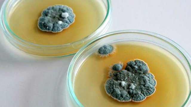 天然"青霉素"被发现了,闲时吃一点,消炎灭菌,预防细胞变化