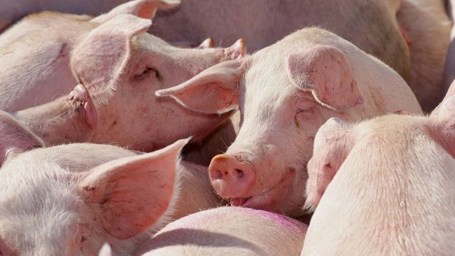 猪场|呋塞米、樟脑磺酸钠妙用多，可以解决猪场大问题，养猪人值得借鉴