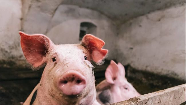 猪场|呋塞米、樟脑磺酸钠妙用多，可以解决猪场大问题，养猪人值得借鉴