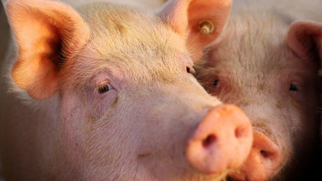 猪场|呋塞米、樟脑磺酸钠妙用多，可以解决猪场大问题，养猪人值得借鉴