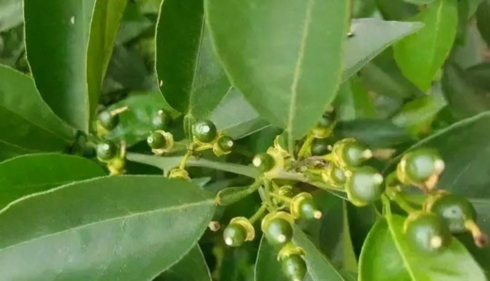 柑橘|植保技术︱柑橘春梢萌芽期，保花保果做得好，柑橘高产有保证