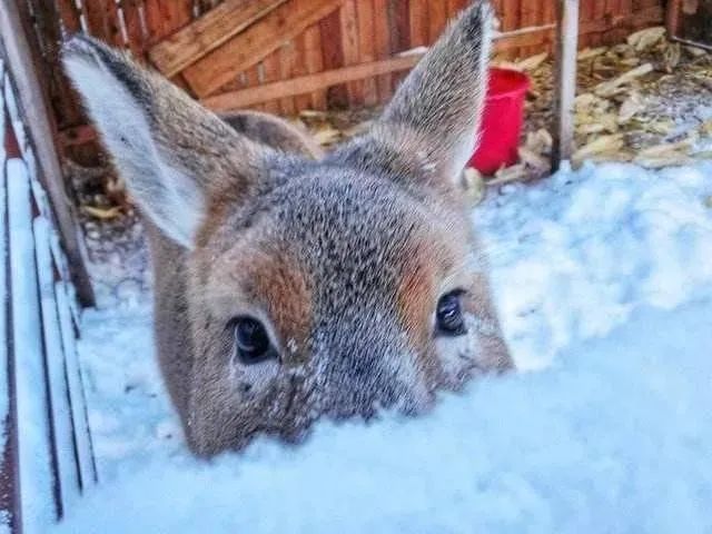 狍子|碰到人追后一头扎进雪堆，为什么东北傻狍子要认怂？其实是误会