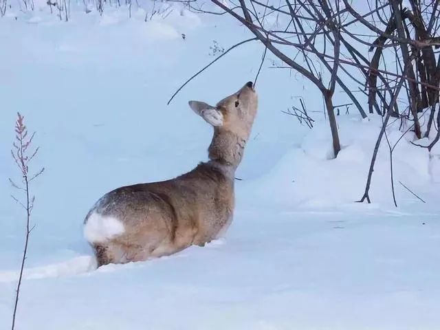 狍子|碰到人追后一头扎进雪堆，为什么东北傻狍子要认怂？其实是误会