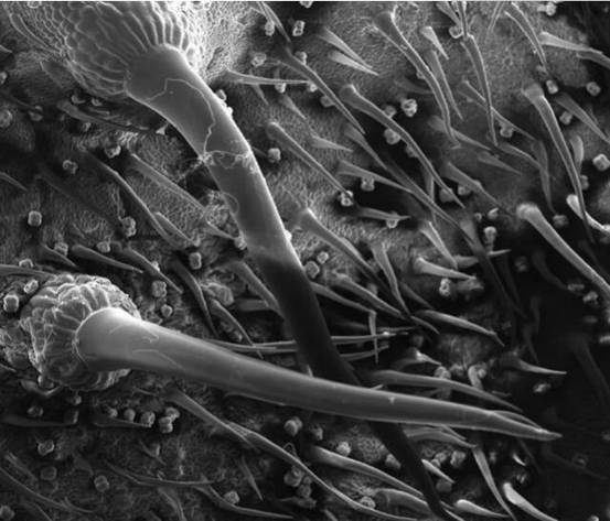 金皮树|世界上最痛的植物，接触过的人痛不欲生，最终选择自杀