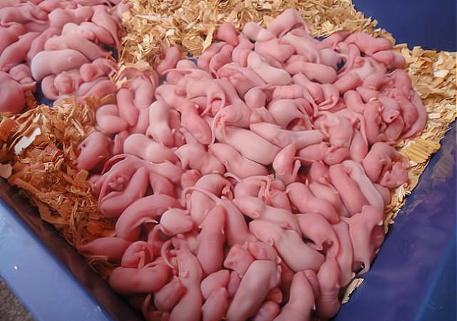 唐朝人抓到小老鼠喂它们吃蜜只是为了做一种美食