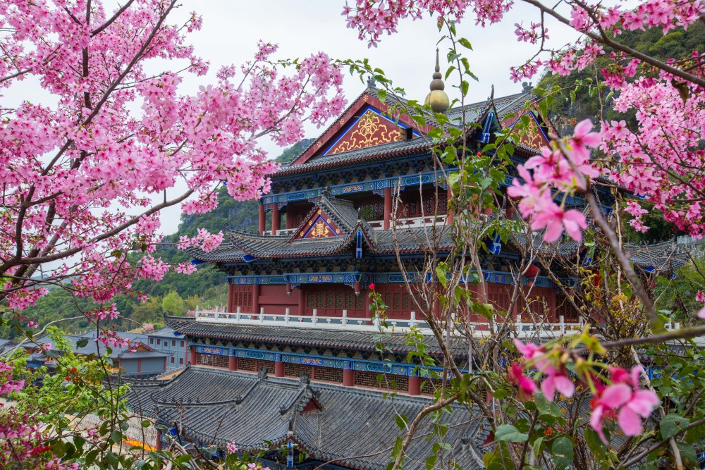 翁源樱花完美绽放,花儿开满枝头,仿佛走进了世外桃源